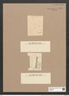 Asterionella formosa var. subtilissima Grun. (de-Toni-Nr.: Genus 70, Species 2691) Zeichnungen Sammlung Grunow Nr. 5519 (NHMW-BOT-W0373967)